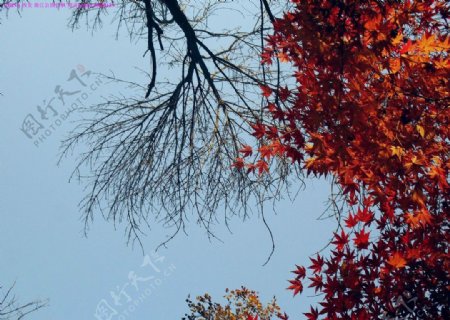 西安风景公园红枫图片