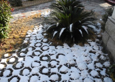 残雪与铁树图片