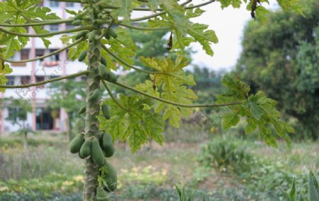 木瓜木瓜树图片