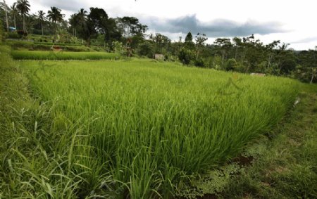 南方农村的稻田图片