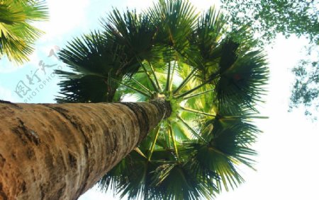 热带雨林椰树图片