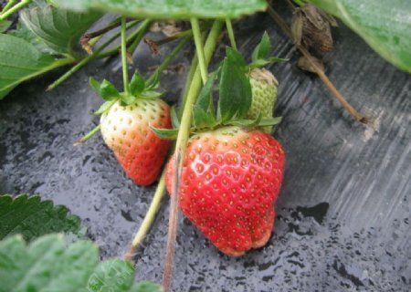 草莓的诱惑图片