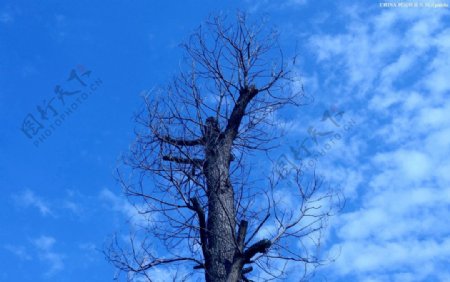 树冠映蓝天图片
