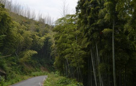 竹笋林图片