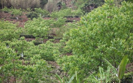 芭蕉树核桃树图片