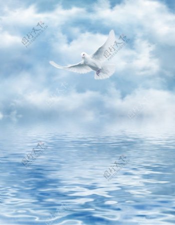 海面上飞翔的白鸽图片