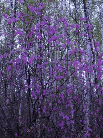 杜鹃花图片