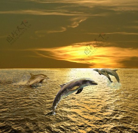 海面上的海豚图片
