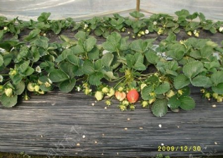 草莓1图片