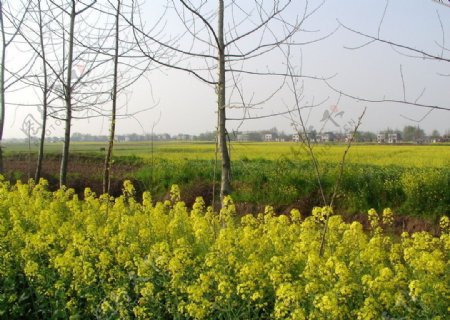 农村乡村田园风光自然景观图片