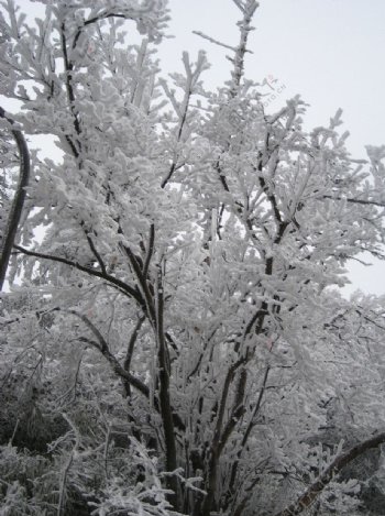 峨眉山雪景图片