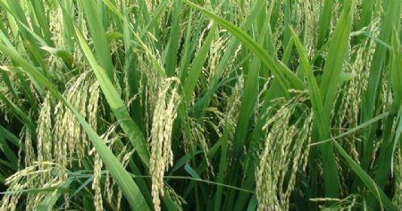 丰收的水稻图片