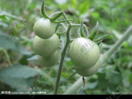 未成熟的西红柿图片