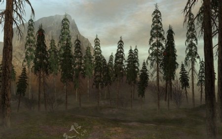 黄昏下的树林图片