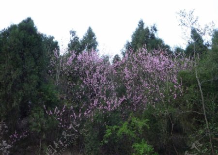 柏树丛中的桃花图片