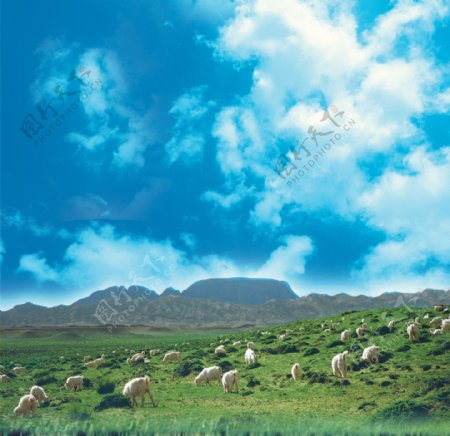 草原羊图片