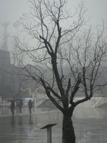 雨中古枣树图片