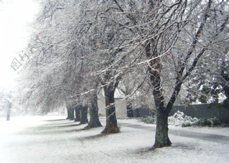 冬日树木依然绚丽图片