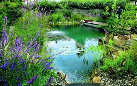 豪华别墅庄园里的池塘图片