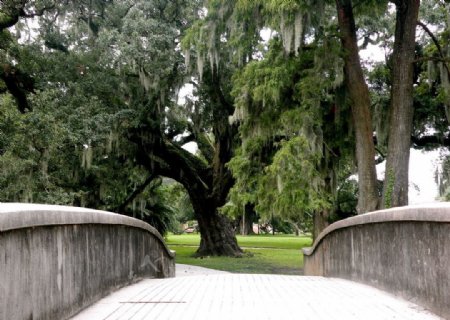 桥头的大树图片