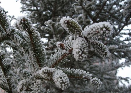 冬季景色树挂图片