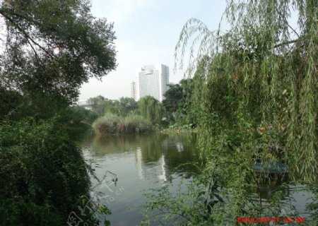 新都桂湖森林广场图片