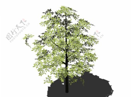 3D绿化树图片