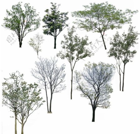 树木集体素材图片