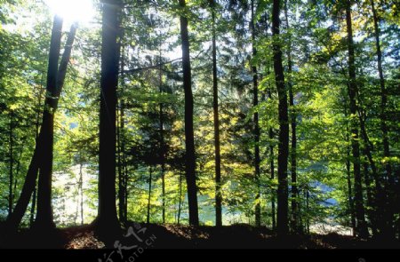 自然写真森林树木林业资源图片