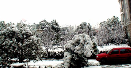 上海的初雪图片