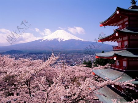 富士山桜寺图片