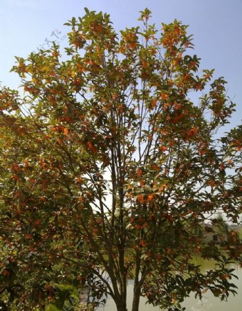 桂花树图片