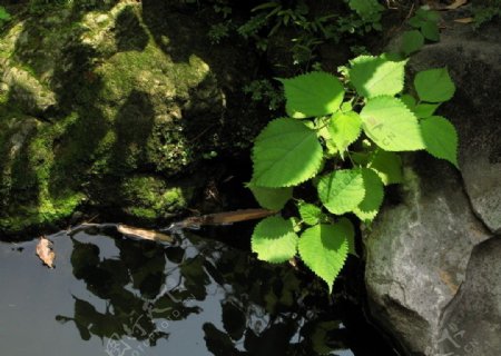 高清叶子图片