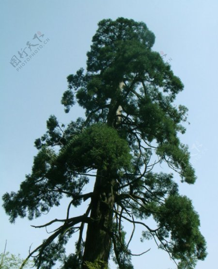 老松树图片