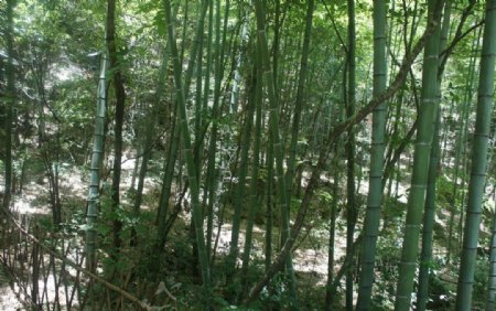 黄山竹林图片