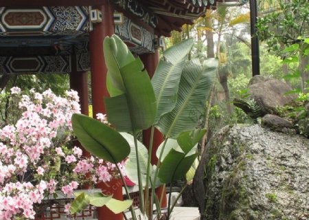 台北歴史博物館的芭焦與園林图片