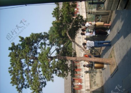 颐和园的古树图片