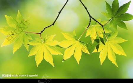 超清晰的树叶摄影图片