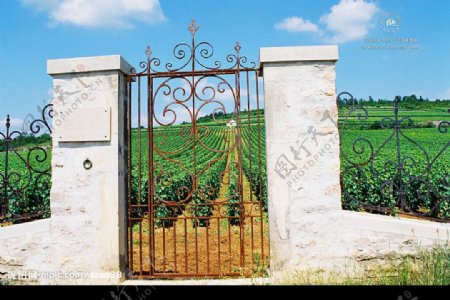 世界著名葡萄庄园图片