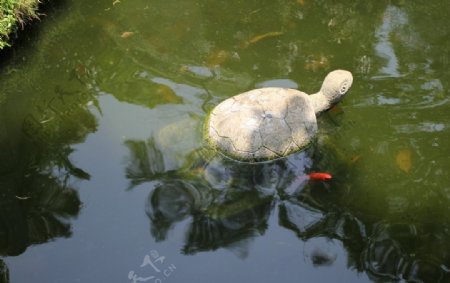 清晖园石龟图片