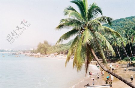 椰树下的海湾图片