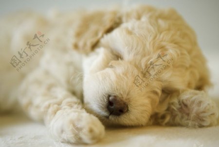 可爱狗狗白色泰迪图片