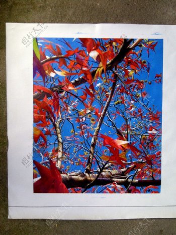 红叶的枫树图片