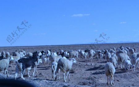 沙漠牧羊图片
