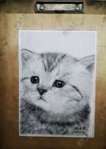 素描猫素描动物图片