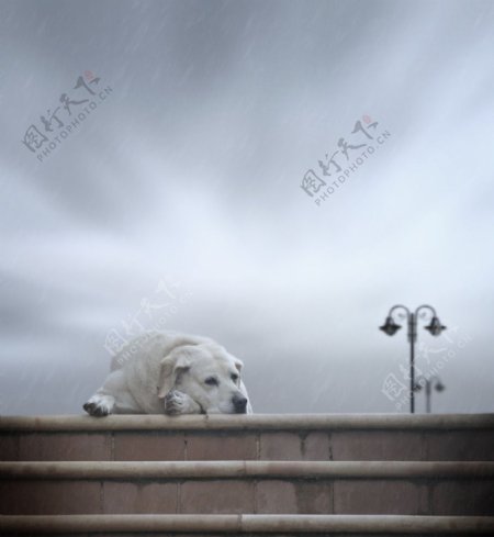 淋雨的狗狗图片