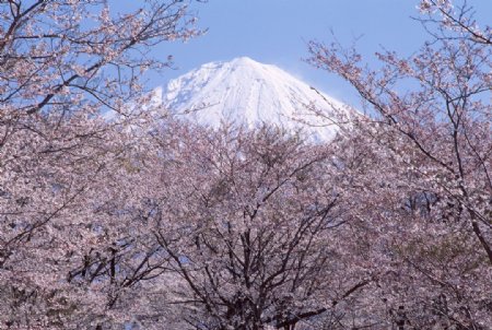 富士山樱花篇图片