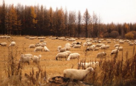 山坡上悠闲的羊群图片