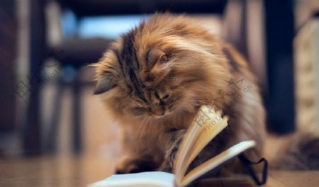 看书的猫图片