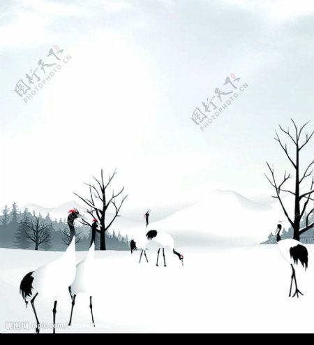 雪中之鹤图片